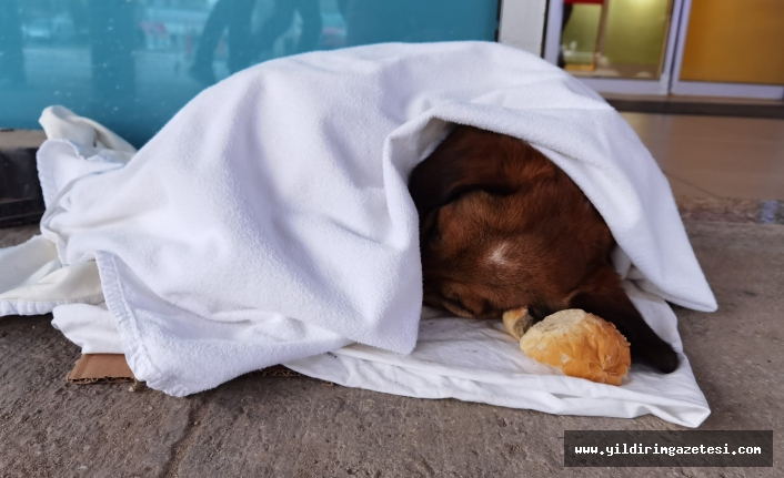 Soğuktan üşüyen köpeğe sağlıkçılardan şefkat